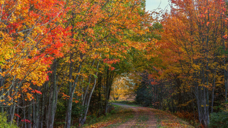 A scenic autumn trail in Elmwood Park, NJ surrounded by vibrant fall foliage. Brilliant shades of red, orange, yellow, and green leaves create a colorful canopy over a winding path, showcasing the beauty of New Jersey fall landscapes and seasonal outdoor nature views.