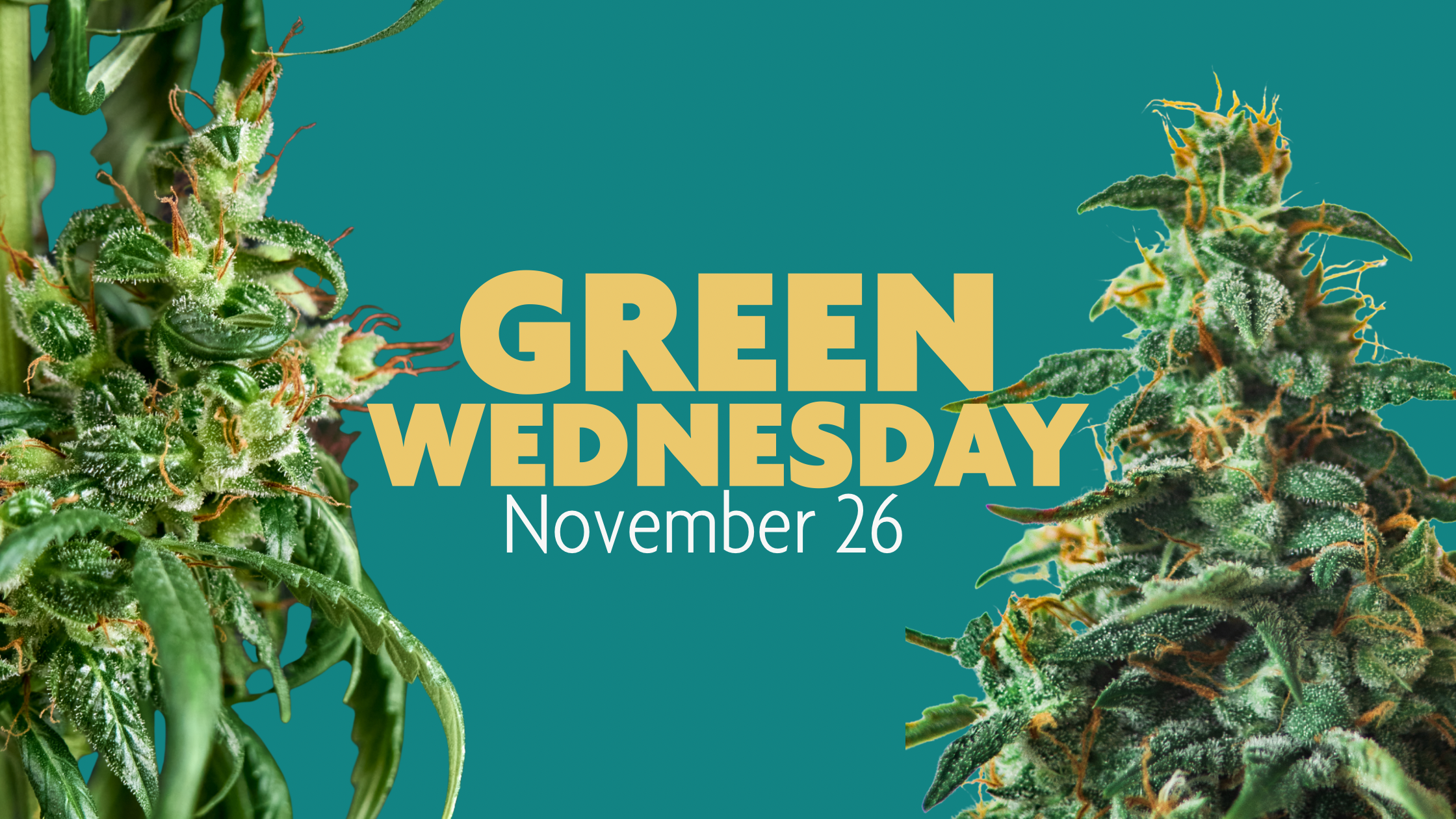 Green Wednesday, November 26th