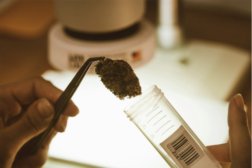 Cannabis in test tube
